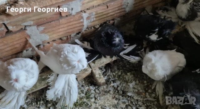 Гълъби бухари , снимка 9 - Гълъби - 52404966