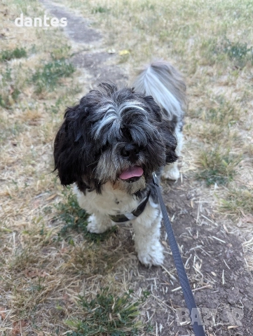 Търси се женско ши тцу за разплод, снимка 2 - Търси партньор - 52953705