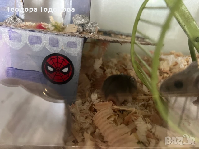 Подарявам мини Джунгарски хамстери, снимка 2 - Хамстери - 50692915