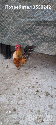 Малай серама