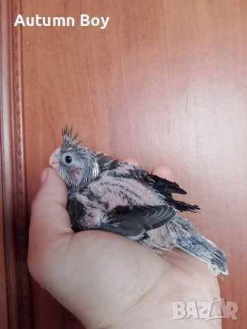 Бебе 3 папагал корела корели , снимка 2 - Папагали - 53439052