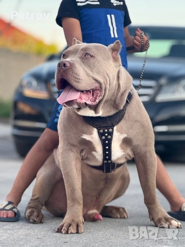 Американско були , снимка 9 - Питбул - 53690899