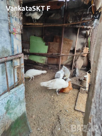 Двойки пауни, снимка 6 - други­ - 53351599