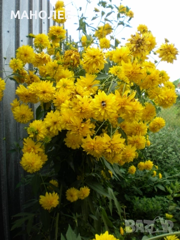 Рудбекия-кичеста, снимка 2 - Градински цветя и растения - 52167014