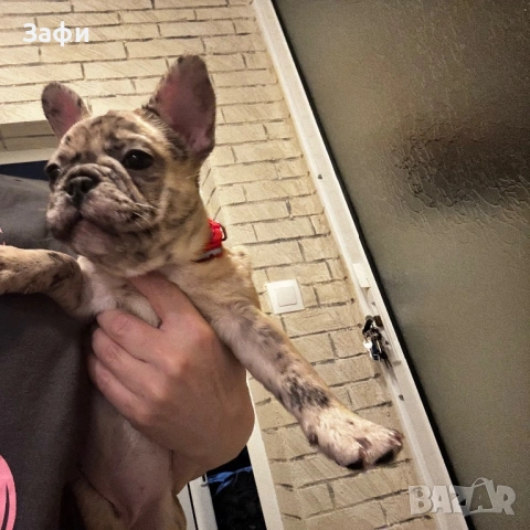 Френски булдог, снимка 8 - Френски булдог - 53420273