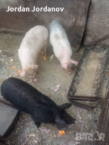 Прасенца 3 месеца