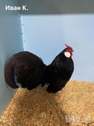 Продавам черен Розкомб., снимка 11 - Кокошки и пуйки - 40147963