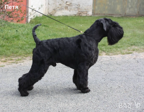 Черен шнауцер от клубен развъдник "Родопа планина", снимка 7 - Други - 45620386