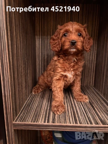 Кокапу-cockapoo, снимка 1