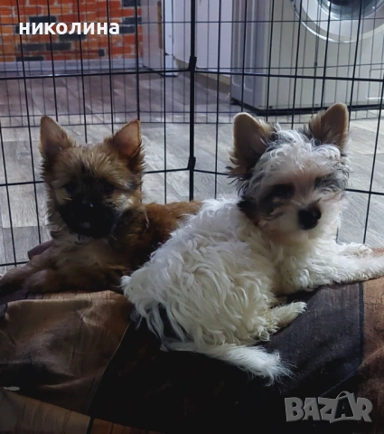 Продавам Йоркширски териер , снимка 10 - Йоркширски териер - 53016088