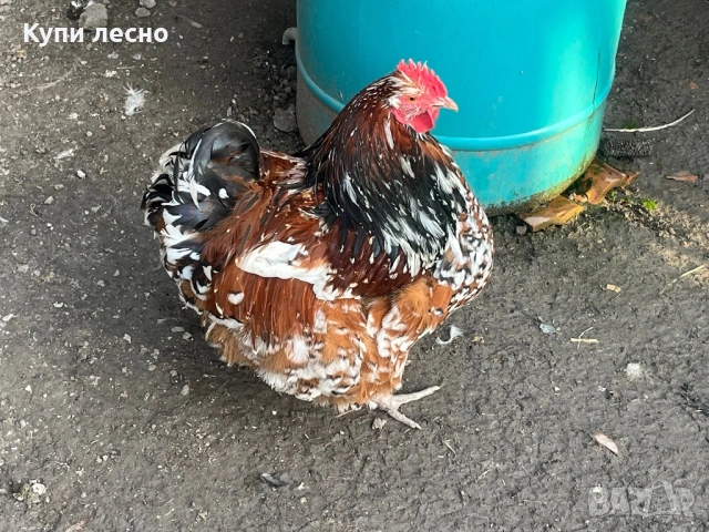 Петел орпингтон 