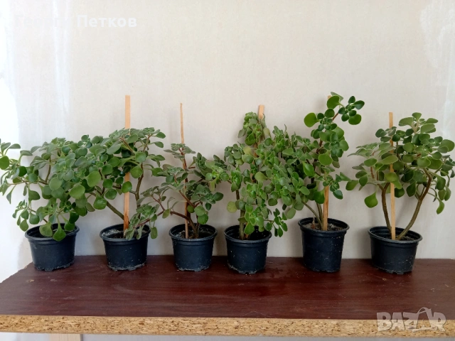 Дървото на Парите (Айхризон), с височина около 10-15 см., снимка 5 - Стайни растения - 53822667