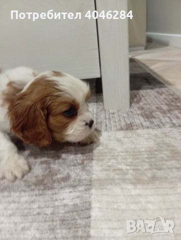 Кавалер Кинг Чарлз 