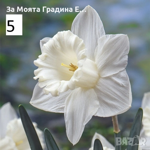 Нарциси , снимка 5 - Градински цветя и растения - 53623485