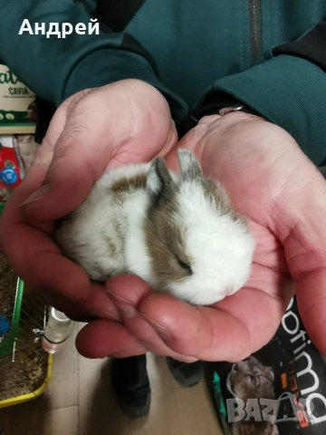 Мини декоративни зайчета отново налични, снимка 5 - Декоративни зайчета - 53857817