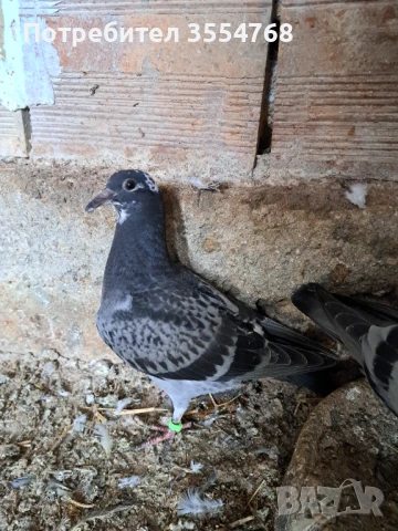 Продавам спортни гълъби , снимка 7 - Гълъби - 50760807