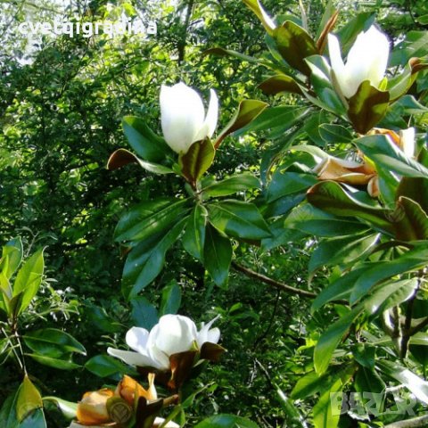 Magnolia Grandiflora (Магнолия Грандифлора)