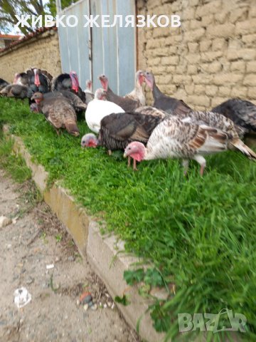  ПРОДАВАМ  ДОМАШНО ГЛЕДАНИ  ПУЙКИ ОТ 6 ПОРОДИ, снимка 14 - Кокошки и пуйки - 40039163