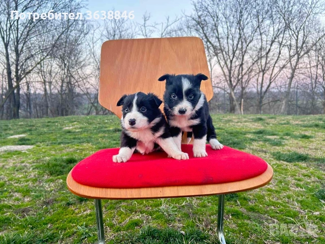 Бордър Коли, снимка 2 - Бордър коли - 53739882