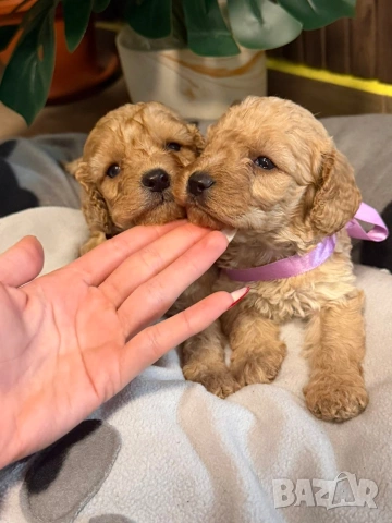 Пудел той , снимка 7 - Пудели - 53259017