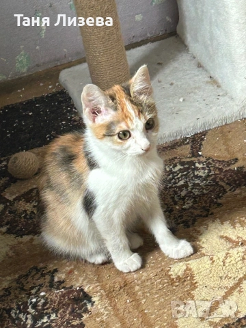 Подарявам котенца, снимка 4 - Руска синя котка - 52462285