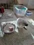 Папагали Какаду Алба, снимка 2