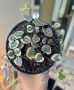 ceropegia woodii variegata, снимка 1