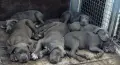 ТОП ЦЕНА!!!Американско були Хл American Bully Xl , снимка 6