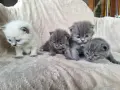 Британски дългокосмести котета , снимка 2