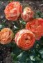 Роза 4, снимка 1 - Градински цветя и растения - 41777227