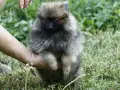 Померан Померанче на 2 месеца, снимка 2