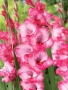 🌸 Луковици Гладиоли (Gladiolus), снимка 10