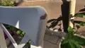 Продавам трапезни столове масивно дърво Ikea, снимка 5