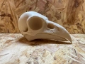 3D принтиран череп на гарван – декоративен модел, снимка 2