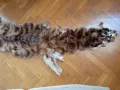 Продавам кожа от дива котка., снимка 1