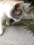 подарявам женско коте на 3 месеца, снимка 4