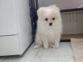 Померан момиче , снимка 5