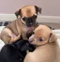 Чихупинчери 2 момченца,1 момиченце, снимка 1