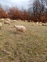 Продавам овце , снимка 4