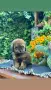 Кавапу Cavapoo F1b, снимка 5