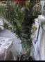 Финикова палма, снимка 3