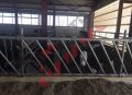 Хранителни решетки за отглеждане на крави и телета, снимка 12