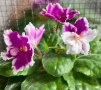 Saintpaulia Сейнтполия Сентполия African Violet Aфриканска теменужка стайна теменужка Фiалка, снимка 9