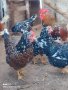 Разплодни яйца от Шведска цветна кокошка , снимка 1 - Кокошки и пуйки - 44390337