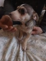 Чихуахуа Женско, снимка 10