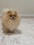 Померани , снимка 1
