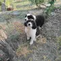 Малки Каракачански кученца, снимка 5