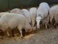 свободни овце, кочове , снимка 2