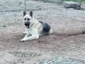 Кученца овчарки, снимка 4