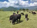 Био Месо 100% , Пасищно отглеждани Телета !, снимка 1
